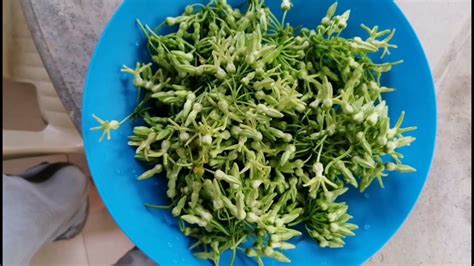 sabidukong flower